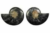 Cut/Polished Ammonite Fossil - Unusual Black Color #132630-1